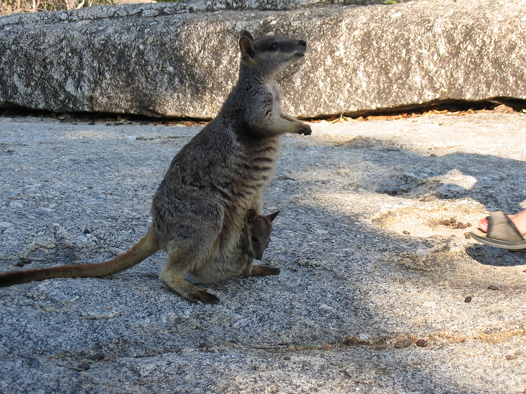 CairnsTC132 Granite Gorge.jpg